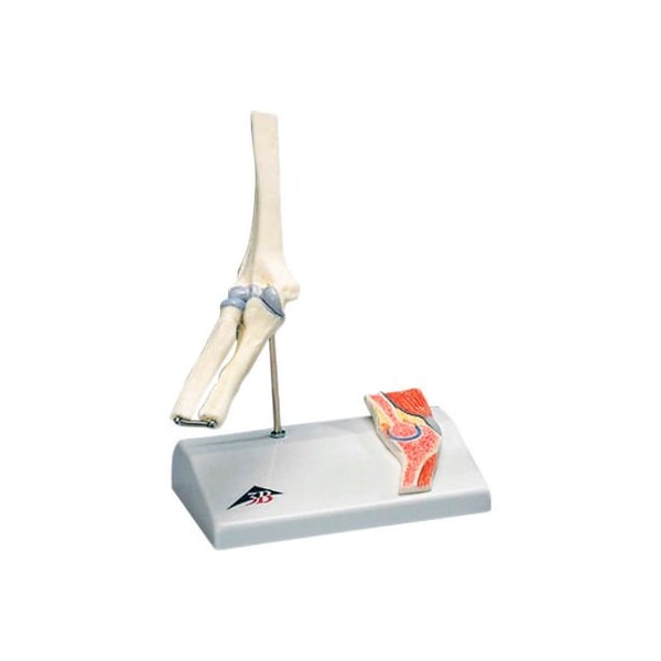 3B Anatomical Model - Mini Elbow Joint with Cross Section of Bone on Base